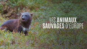 Les Animaux sauvages d'Europe — foto 1