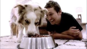 Doggie Heaven — foto 3