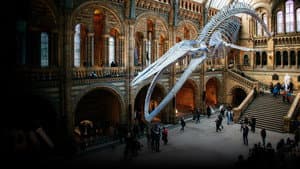 Natural History Museum: World of Wonder — foto 1