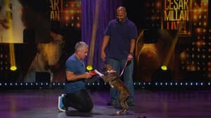 Cesar Millan: Viva Las Vegas! — foto 2