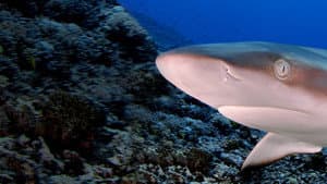 Sharks of Lost Island — foto 4