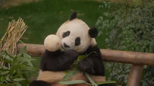 안녕, 할부지 — foto 3