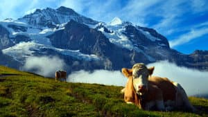 Unsere wilde Schweiz — foto 1