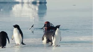 Antarctica, sur les traces de l'empereur — foto 5