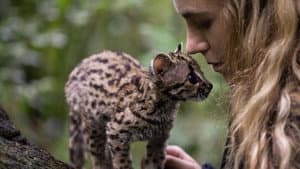 Wildcat — foto 9