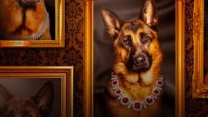 Gunther, el perro millonario — foto 12