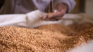 El reino del arroz