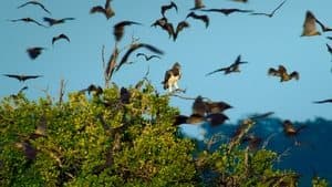 El reino del águila