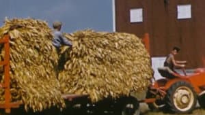 Le tabac jaune du Québec — foto 1