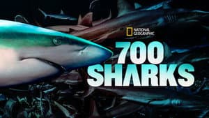 700 requins dans la nuit — foto 8