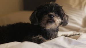 Norman Norman — foto 1
