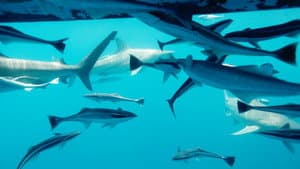 La guía de los grandes tiburones — foto 4