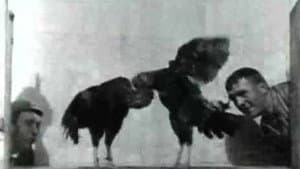 Cock Fight, No. 2 — foto 1