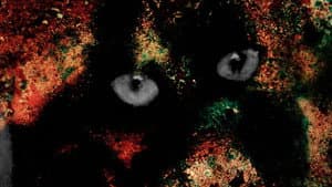 Pigment-Dispersion Syndrome — foto 8