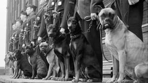 Bêtes de guerre — foto 1