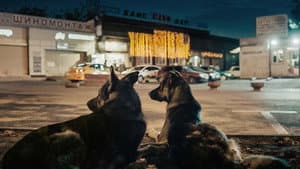 Space Dogs — foto 1