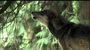 A Man Among Wolves — foto 1