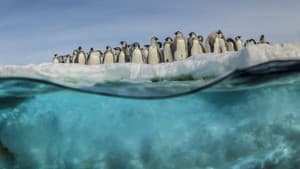 Antarctica, sur les traces de l'empereur — foto 2