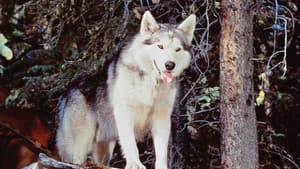 Nikki, Wild Dog of the North — foto 4