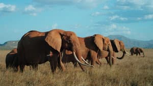 The Elephant Queen — foto 3