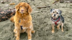 Walking the Dog — foto 6