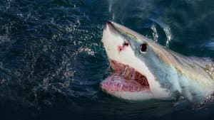 When Sharks Attack — foto 1