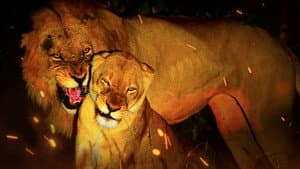 Game of Lions — foto 3