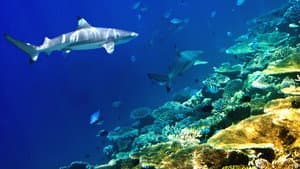 Journey to Shark Eden — foto 3