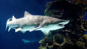 Blue Reef Adventures — foto 1