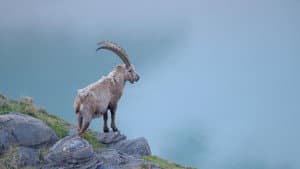 Naturerbe Österreich - Die Nationalparks — foto 2