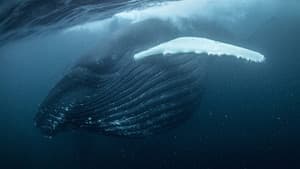 North Atlantic: The Dark Ocean — foto 1