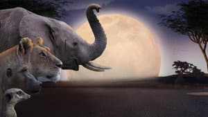 Kalahari, l'autre loi de la jungle — foto 1