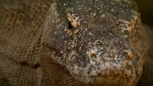 The Natural World--Komodo: The Deadly Bite — foto 1