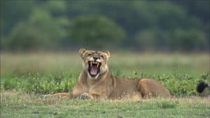 The Last Lioness — foto 3
