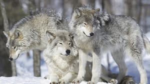 Inside The Pack — foto 1