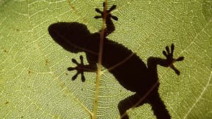The Secret World of Nature: Spain — foto 1