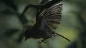 Broken Wings — foto 1