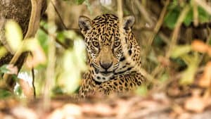 Brazil Untamed — foto 2