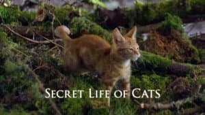 The Secret Life of Cats — foto 2