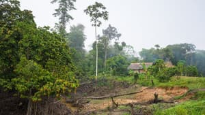 Tribes on the Edge — foto 1