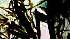 The Garden of Earthly Delights — foto 3