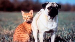 Las aventuras de Milo y Otis — foto 10