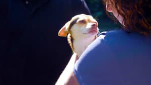 Sabuesos — foto 4