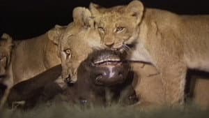 Lions Of Darkness — foto 5