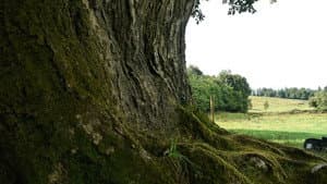 Call of the Forest: The Forgotten Wisdom of Trees — foto 1