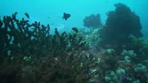 Dyesebel — foto 8
