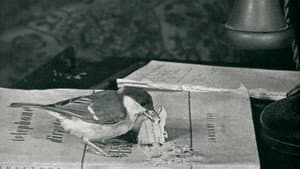Langue des oiseaux — foto 5