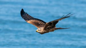 Zugvögel - Ein Jahr vergeht im Flug — foto 1