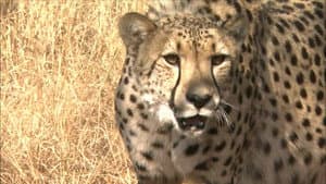 Africa's Super Seven — foto 1