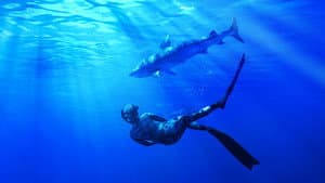 Maui Shark Mystery — foto 1